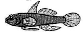 Odondebuenia balearica
